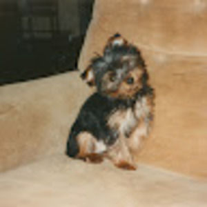 Meet your Posher, Lauren